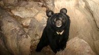 ردپای خرس در ارتفاعات بیرک خاش  دیده شد