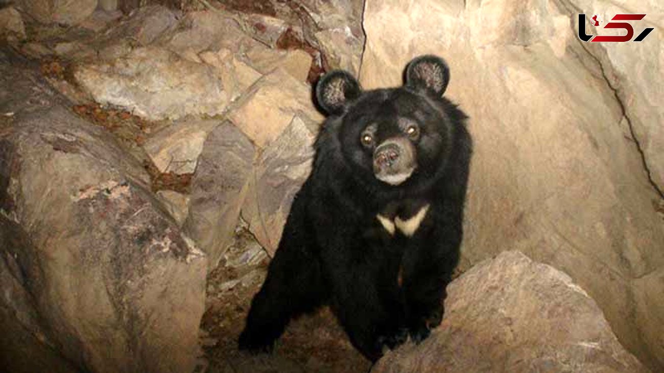 ردپای خرس در ارتفاعات بیرک خاش  دیده شد