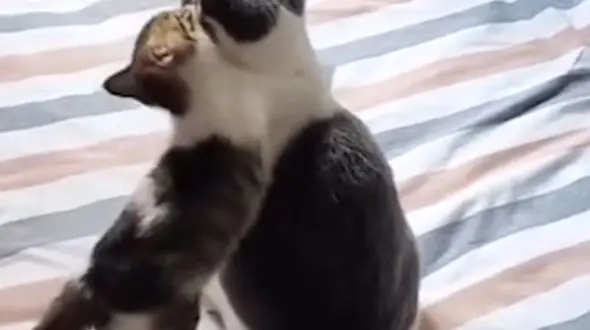 از خرس خسته تا تنبیه بچه گربه توسط مادرش 