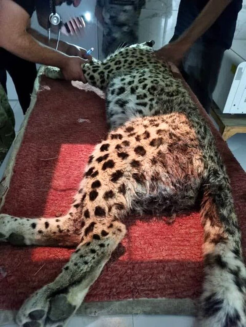 پلنگ زخمی 1