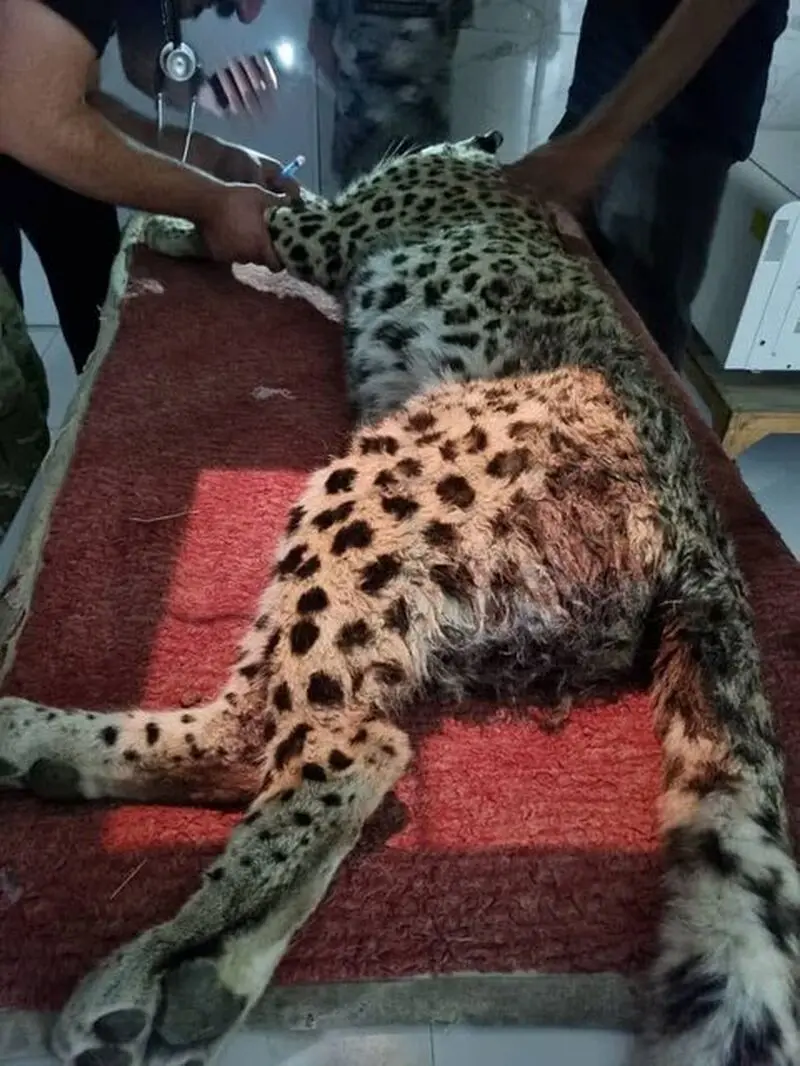 پلنگ زخمی 1