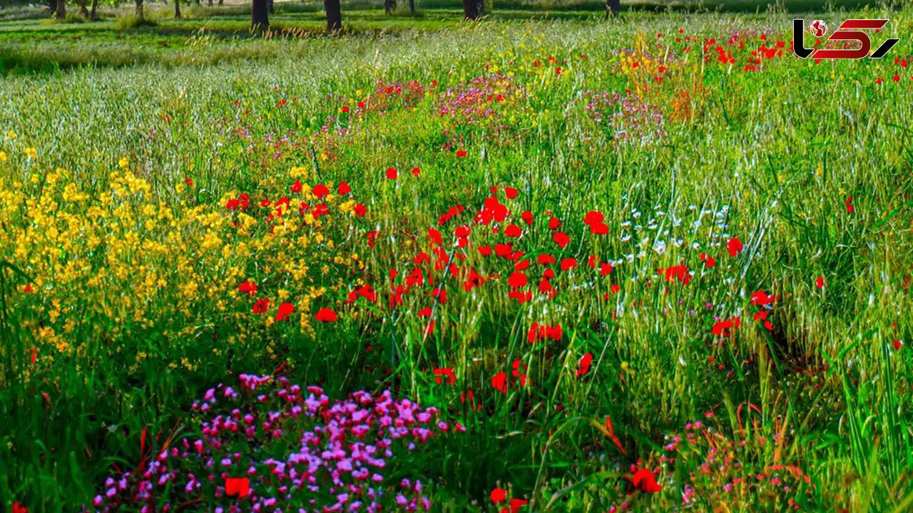 فال و طالع بینی روزانه 12 دی + فیلم 