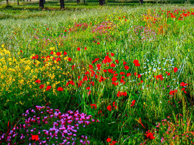 فال و طالع بینی روزانه 12 دی + فیلم 