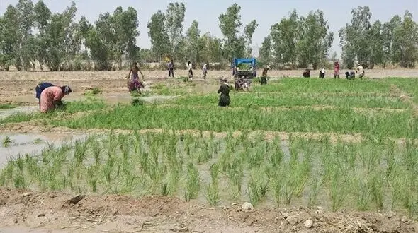 اعطای وام قرض‌الحسنه ۱۵ میلیون تومانی به کشاورزان کارآفرین