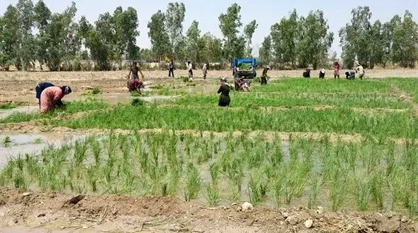 اعطای وام قرض‌الحسنه ۱۵ میلیون تومانی به کشاورزان کارآفرین