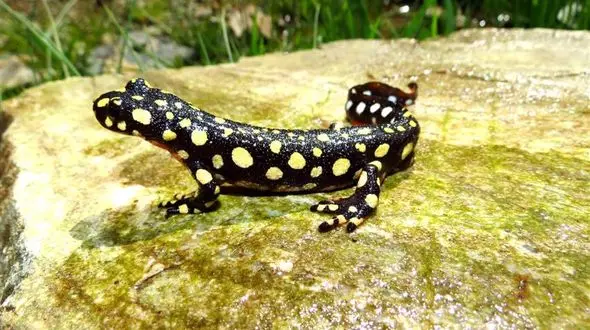 مشاهده و ثبت سمندر آذربایجانی برای نخستین بار