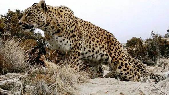 سگ های گله پلنگ را دریدند / در جاجرم رخ داد