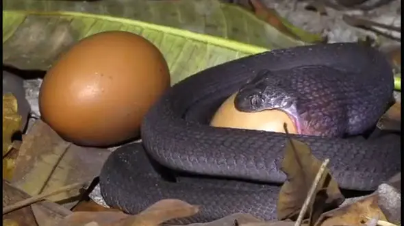 ببینید /تلاش باورنکردنی یک مار طمع‌کار برای بلعیدن یک تخم مرغ بزرگ + فیلم