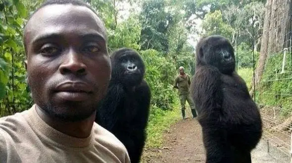 سلفی گوریل با پارکبانان+عکس