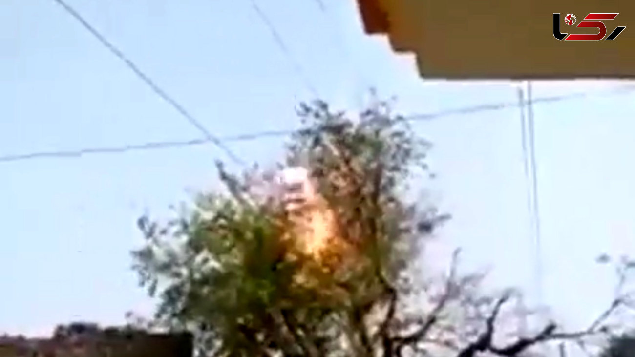 آتش گرفتن  ناگهانی یک درخت همه را شوکه کرد+فیلم
