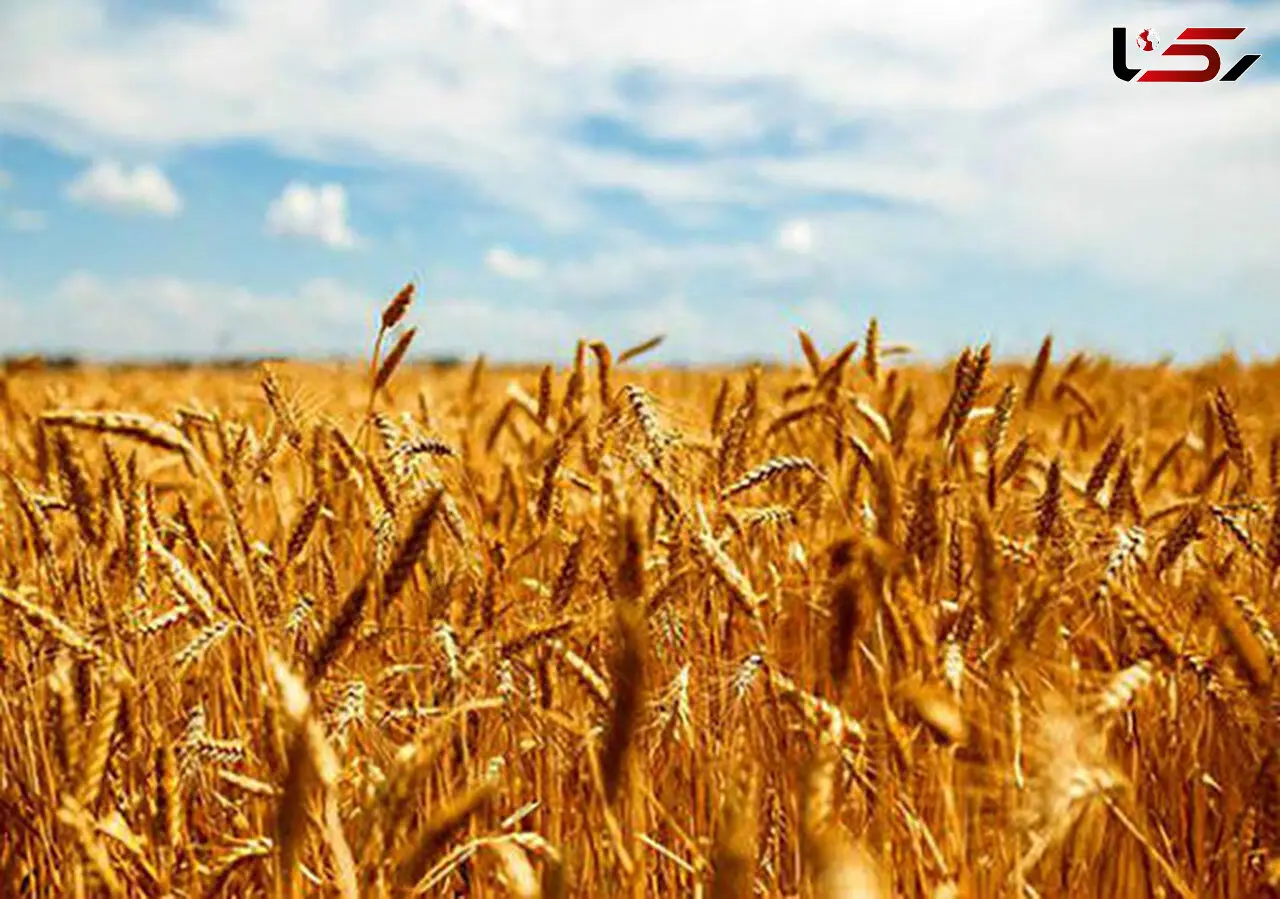  پرونده ای عجیب از گمشدن 9 میلیون کیلوگرم گندم در گلستان