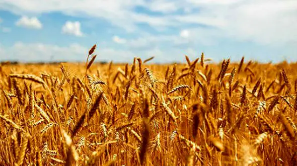  پرونده ای عجیب از گمشدن 9 میلیون کیلوگرم گندم در گلستان
