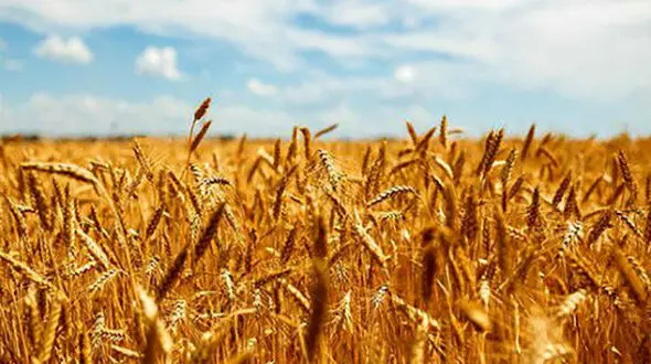  پرونده ای عجیب از گمشدن 9 میلیون کیلوگرم گندم در گلستان