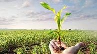 راه اندازی سامانه "بازارگام» برای خرید اقلام اساسی محصولات کشاورزی در قم 