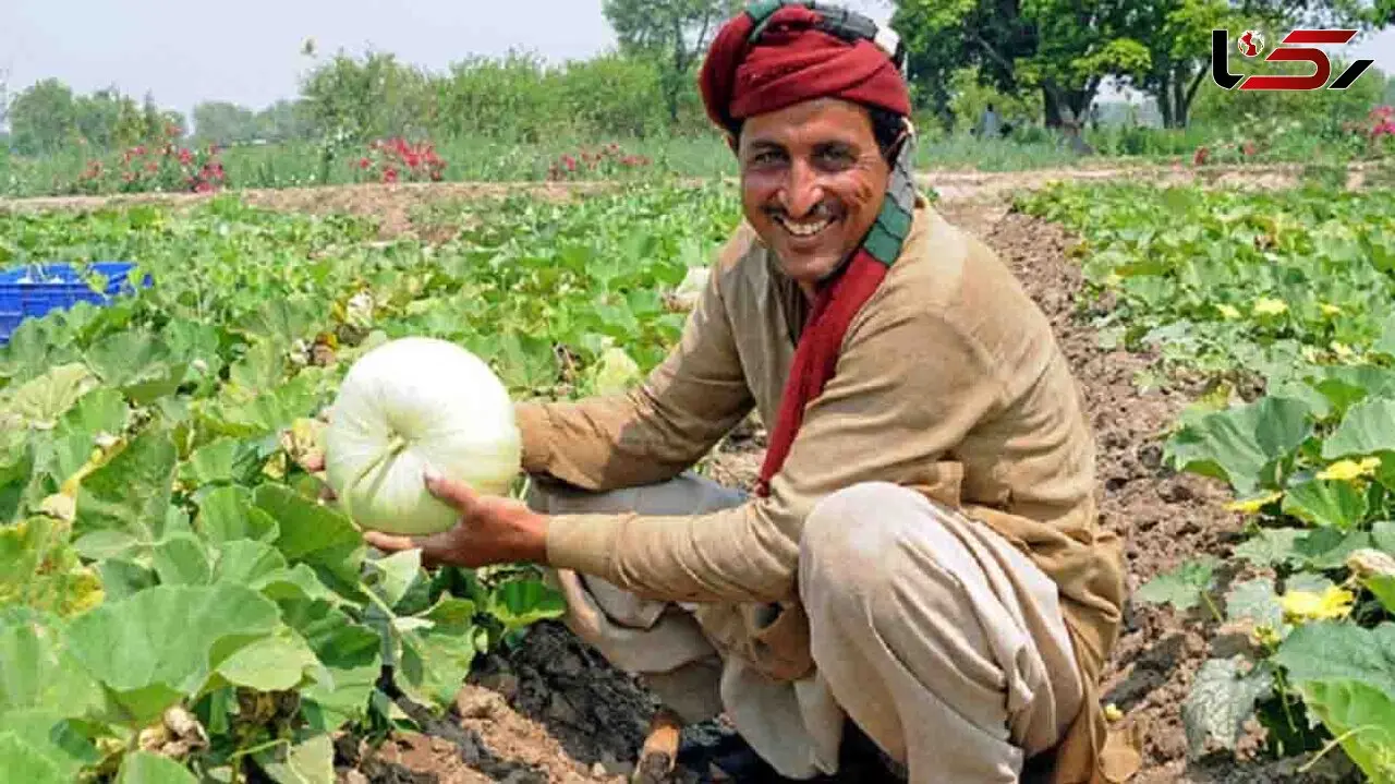 محصولات کشاورزی گاو صندوق این کشاورز است + فیلم 