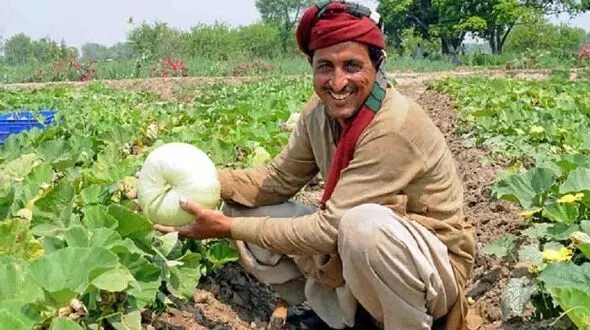 محصولات کشاورزی گاو صندوق این کشاورز است + فیلم 