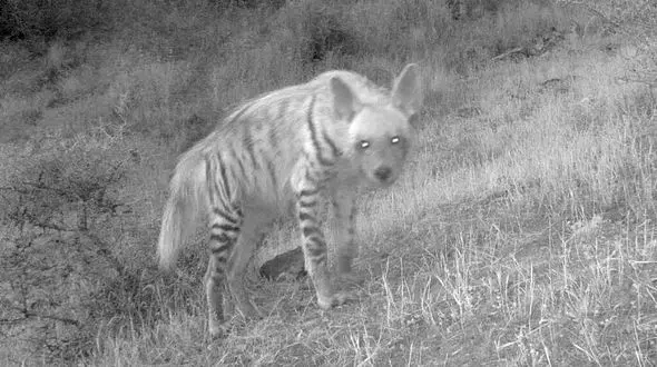 برای اولین بار تصاویر کفتار در اردبیل ثبت شد