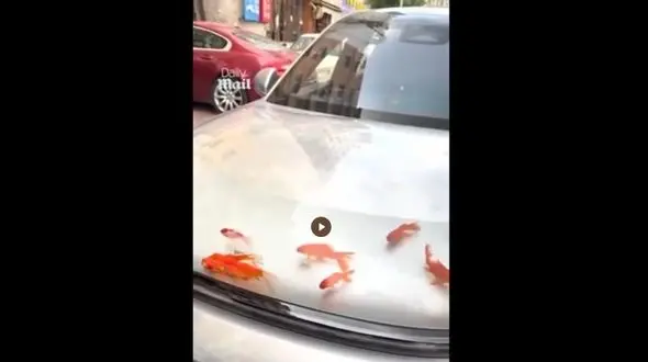 فیلم / خلاقیت عجیب؛ کاپوت ماشین شاسی‌ بلند، خانه جدید ماهی‌ ها!