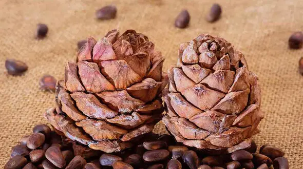 یار مهربان کبد را بشناسید + فواید 