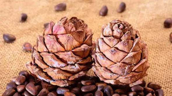 یار مهربان کبد را بشناسید + فواید 