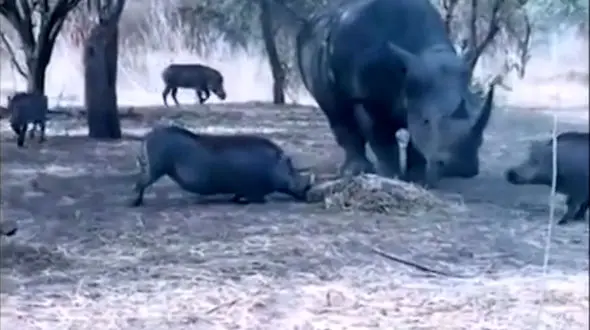 خانواده کرگدن ها را ببینید / فیلم