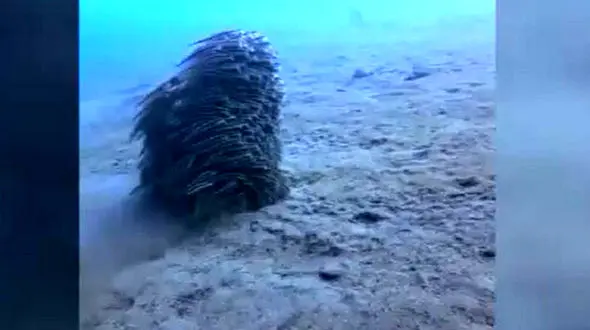 نحوه دفاع مارماهی‌ها چگونه است؟ + فیلم