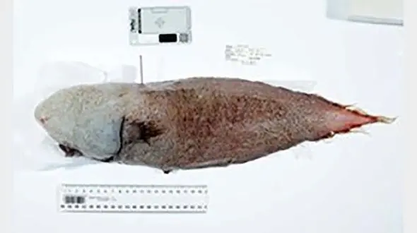 ماهی شگفت انگیزی که صورت ندارد+ تصاویر