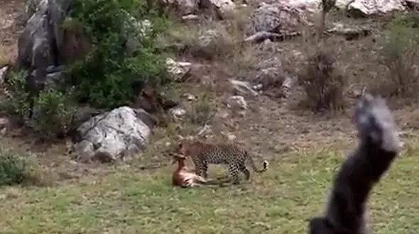 فیلم مهارت استتار پلنگ در شکار آهو