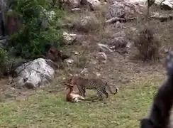 فیلم مهارت استتار پلنگ در شکار آهو