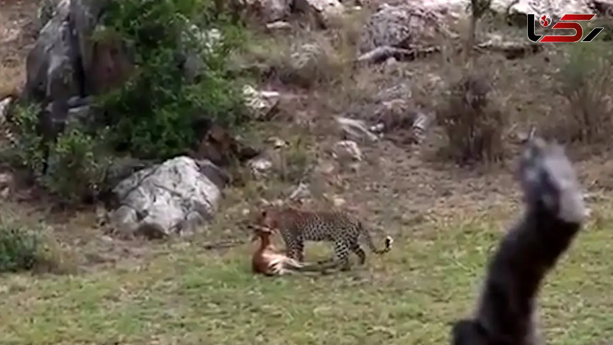 فیلم مهارت استتار پلنگ در شکار آهو