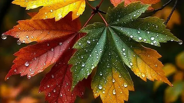 فال ابجد 13 مهر + فیلم