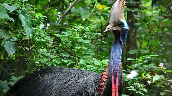 صدای باورنکردنی شترمرغ که در هیچ پرنده دیگری نمی‌ شنوید + فیلم