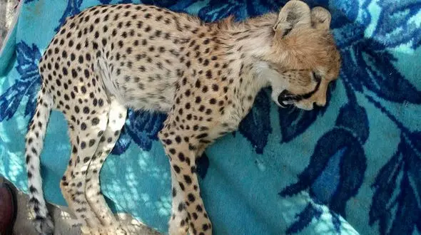 آخرین خبر از بچه یوزپلنگ  زخمی + عکس تلخ