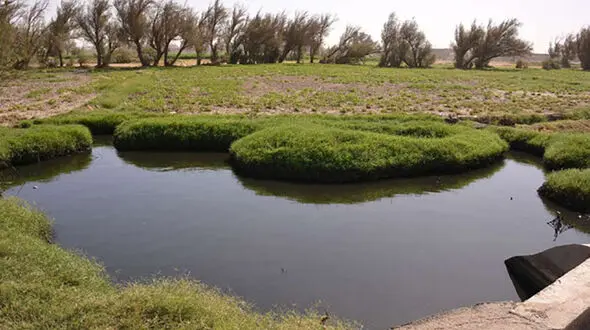 کشاورزی با آب فاضلاب در جنوب تهران 