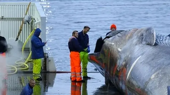 شکار غول پیکرترین ماهی نادر دنیا + فیلم و عکس