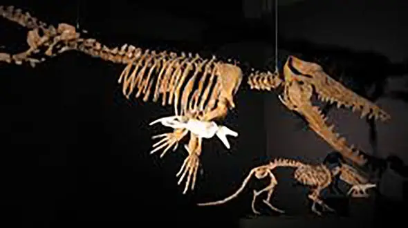 پاکیستوس چیست؟ + فیلم