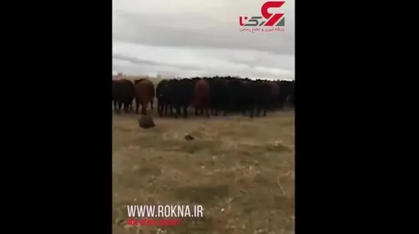 سگ آبی که چوپان 150 گاو شد! + فیلم