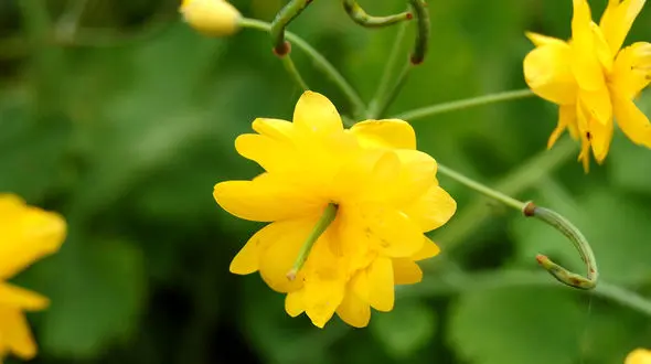 این گیاهان درمان کننده ویروس زگیل هستند