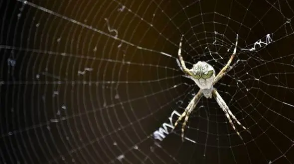 کشف حقیقتی عجیب درباره زندگی عنکبوت ها