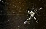 کشف حقیقتی عجیب درباره زندگی عنکبوت ها