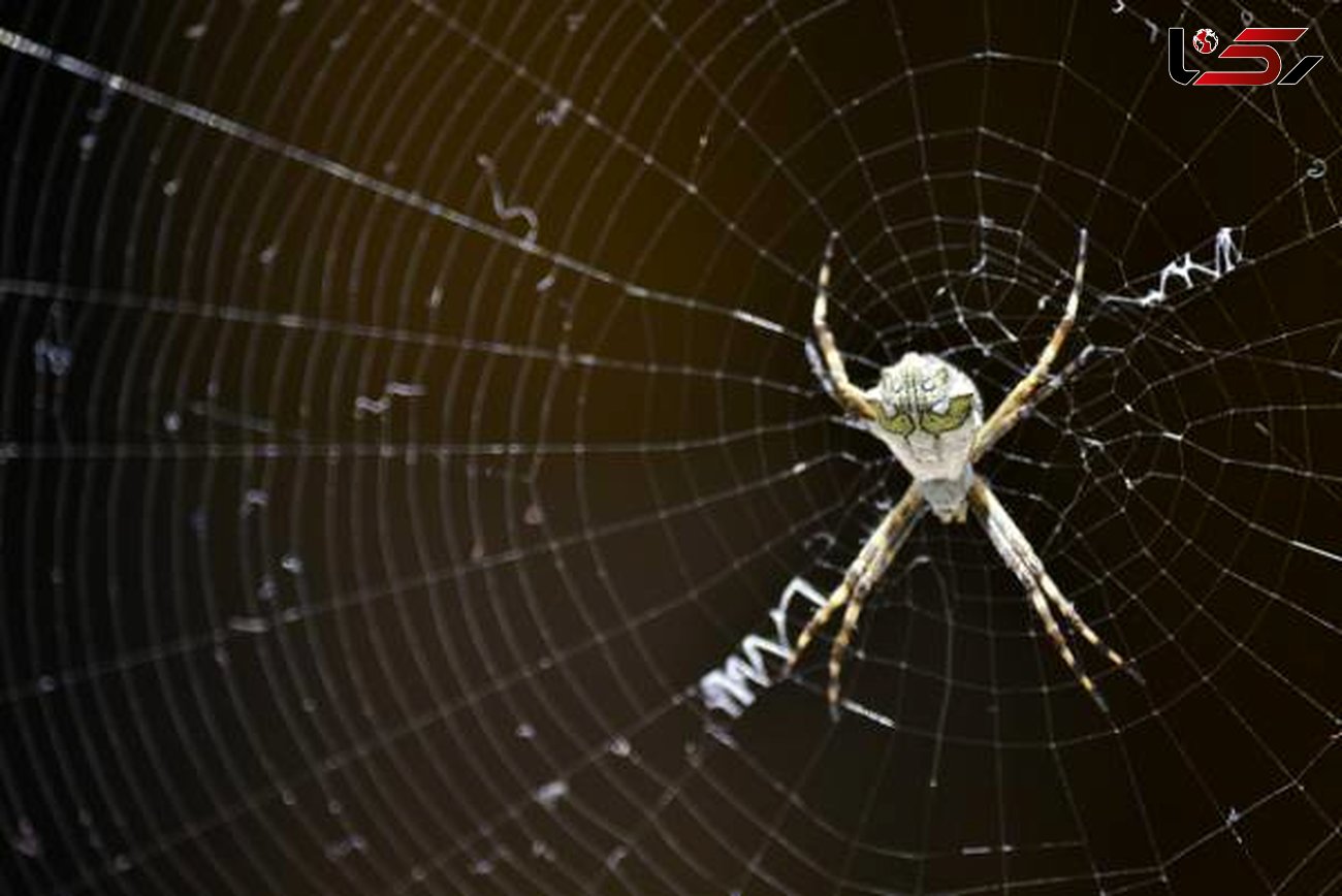 کشف حقیقتی عجیب درباره زندگی عنکبوت ها