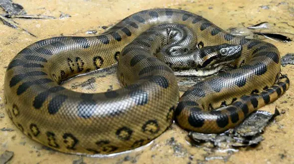 فیلم مار اژدهاپیکر در سیل تایلند/ مردم وسط شهر شوکه شدند!