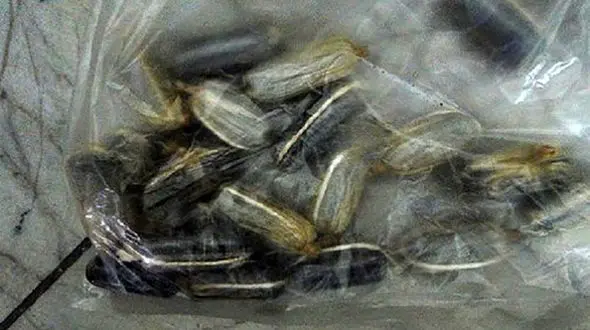 بازداشت 2 مرد با معده هایی پر از تریاک / در راه آهن تهران فاش شد