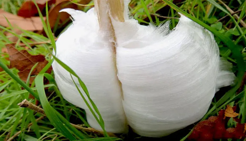 یخ