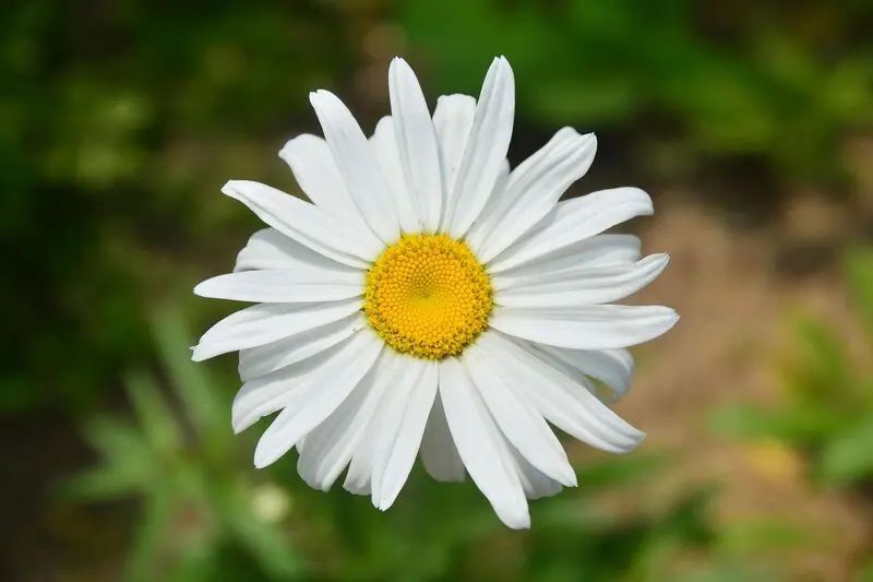 گل داوودی ساده یا تک_شکوفه