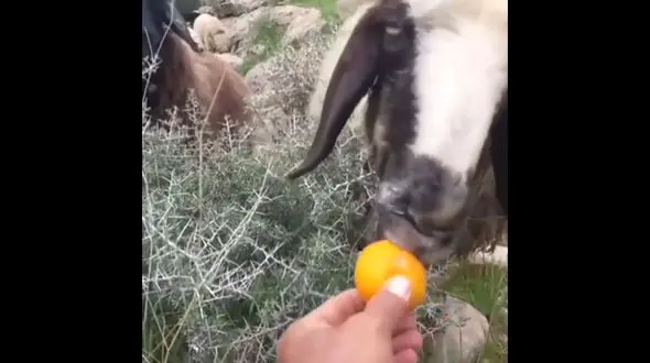 تامین ویتامین ث در گوسفندها ! + فیلم