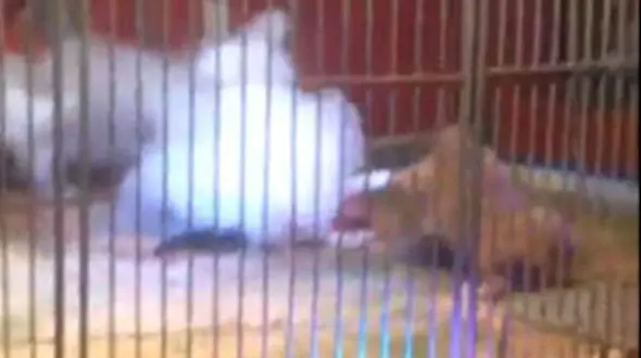 نجات مربی سیرک از چنگ شیر وحشی با گاز اشک آور