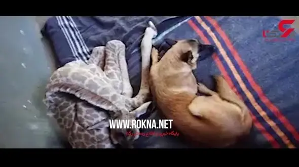 پرستاری سگ نگهبان از زرافه مصدوم + فیلم