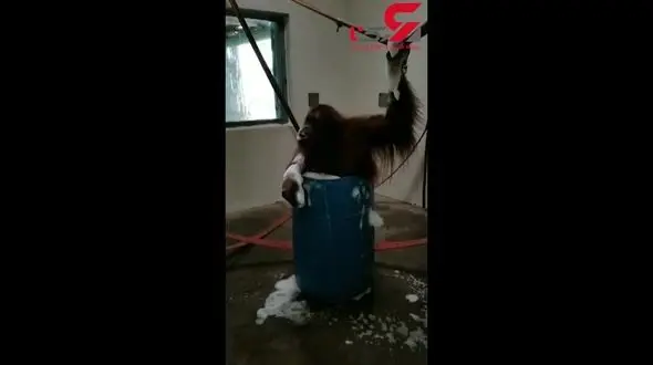 لذت بردن اورانگوتان بامزه از کف بازی+فیلم