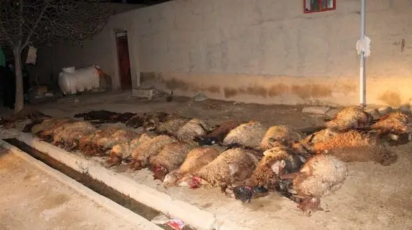  36 راس گوسفند در کنگاور در اثر برخورد با خودرو تلف شدند